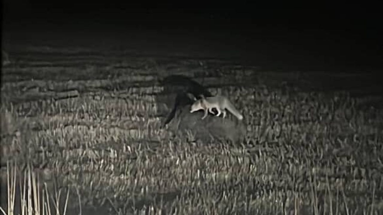 Şehir Yakınlarında Yaban Domuzu İle Tilkinin Teması Kameralara Yansıdı