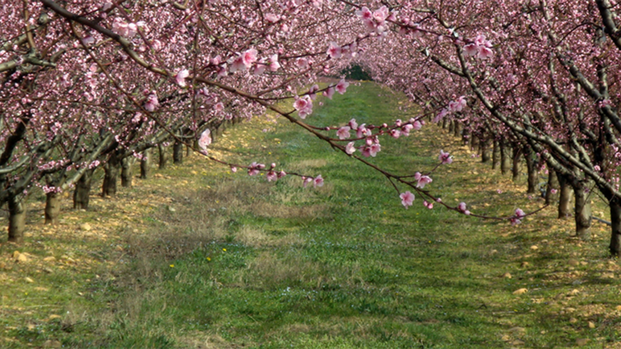 Tarım Sigortası Olmayan Çiftçiler, Banka Hesaplarınızı Kontrol Edin!