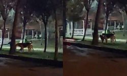 Başıboş Köpekler Nedeniyle Mahallede Gezemez Oldular