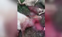 Laçin’de 1 Kümes 2 Ağıla Giren Başıboş Köpekler Dehşet Saçtı