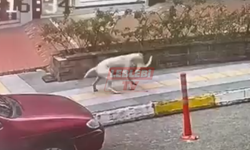 Sokak Köpekleri Kediye Saldırdı