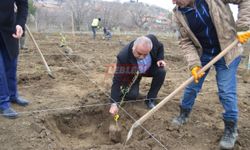 Belediyenin 4 Dekarlık Atıl Arazisi Zeytin Bahçesine Dönüştürüldü