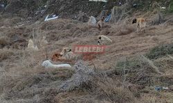 Okul Etrafındaki Başıboş Köpekler Tedirgin Ediyor