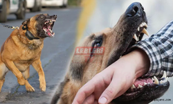 Sahipsiz Köpeklerin Saldırısına Uğrayan 2 Kişi Yaralandı
