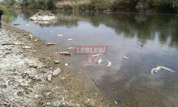 Osmancık’ta Balık Ölümleri Yetkilileri Harekete Geçirdi