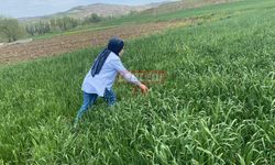 Sungurlu’da CBS Çalışması Yapıldı