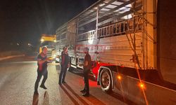Hayvan Sevkiyatına Yönelik Kontroller Devam Ediyor