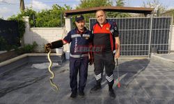 Sungurlu’da Eve Giren Yılan Korkuttu
