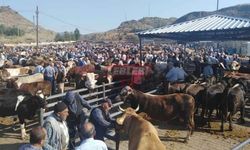 İskilip Hayvan Pazarı Perşembe Günü Açılıyor