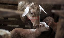 Türkiye Hayvancılıkta Avrupa'da Yeniden İlk Sıraya Yükseldi