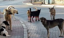 AYM Sahipsiz Hayvan Yasasını Onayladı