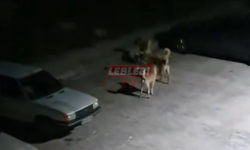 Bu Mahallenin Sakinleri Sokak Köpekleri Yüzünden Dışarı Çıkamaz Oldu