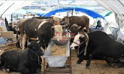 Hayvanlarını Çorum'da Satamayan Üreticiler Çareyi Civar İllerde Buldu