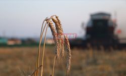 Çiftçilere 5,1 Milyar Lira Destek Ödemesi Bugün Yapılacak