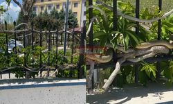Yılanı Okul Bahçesinden Uzaklaştıracak Ekip Bulunamadı