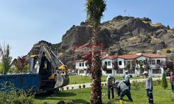 Osmancık’ın Yeşil Dokusuna Palmiye de Eklendi