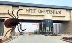 Hitit Üniversitesi Kırım Kongo İle İlgili Panel Düzenleyecek