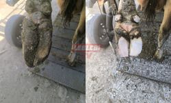 DSYB Tarafından Kurbanlıklara Tırnak Bakım Hizmeti Sunuluyor