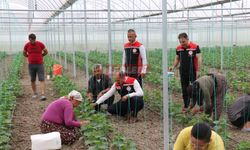 Müdür Göktekin Tarla ve Seraları İnceledi