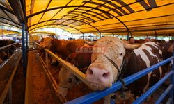10 Soruda Kurbanla İlgili Merak Edilenler
