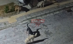 Celilkırı TOKİ’de Yaşayanlar Sokak Köpeklerinden Dertli