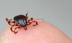 KKKA Hastalığı Şüphesiyle Tedavi Gören Kişi Öldü