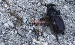 Çorum’da Nesli Tükenmekte Olan Böcek Görüldü
