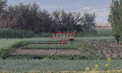 Ekili Arazilere Zarar Veren Domuzlar, Çiftçiyi Canından Bezdirdi