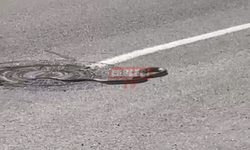 Şehirde Sıkça Görülen Yılanlar Tedirginlik Yarattı