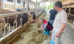 İl Tarım ve Orman Müdürü Taş, Sahada İncelemelerini Sürdürdü