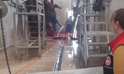 Kesimhanelerde Sıkı Denetim