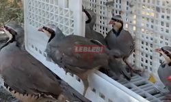Kene Savaşçıları Keklikler Çorum’da Doğaya Salındı