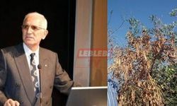 Osmancık’ta Dikilen 5 Bin 500 Zeytin Fidanı Tehlikede