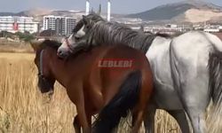 Böyle Sorumsuzluk, Vicdansızlık Görülmedi