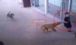Sahipsiz Köpek Dehşeti