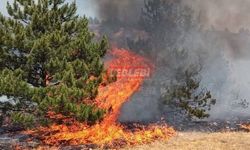 500 Dönümlük Alan Alevlere Teslim Oldu