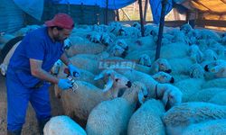 Şap Aşılamaları Son Hızıyla Devam Ediyor