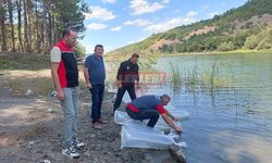 Göletlere 281 bin Sazan Yavrusu Bırakıldı
