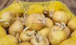 Fakirin Yemeği Patates Ve Koruma Yolu