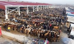 Besicilerin Gözü Aydın! Hayvan Pazarı Açıldı