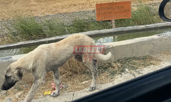 Hayvanların İçtiği Suya Göz Diken Merhametsiz Kim?