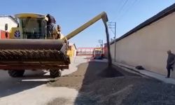 Yağlık Ayçiçeği Hasadı Başladı