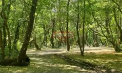 Ormanlar İçin Ekipler Denetimlerini Arttırdı