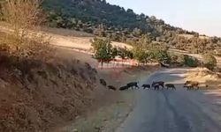 Aç Kalan Domuz Sürüsü Güpegündüz Şehre İndi