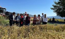 Kargı’da İlk Çeltik Hasadı Başladı