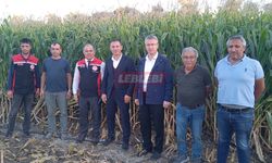 4 bin Dekar Alanda Slajlık Mısır Hasadı Yapıldı