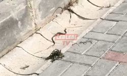 Şehirde Yılan Görülmeye Devam Ediyor