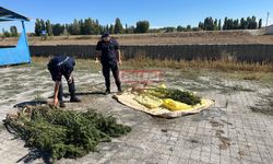 Uyuşturucuya Darbe! Köklerce Kenevir Yakalandı