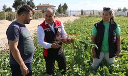 Tarım Müdürü Taş Şeker Pancarı Tarlalarını Gezdi