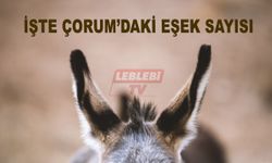 İşte Çorum’daki Eşek Sayısı